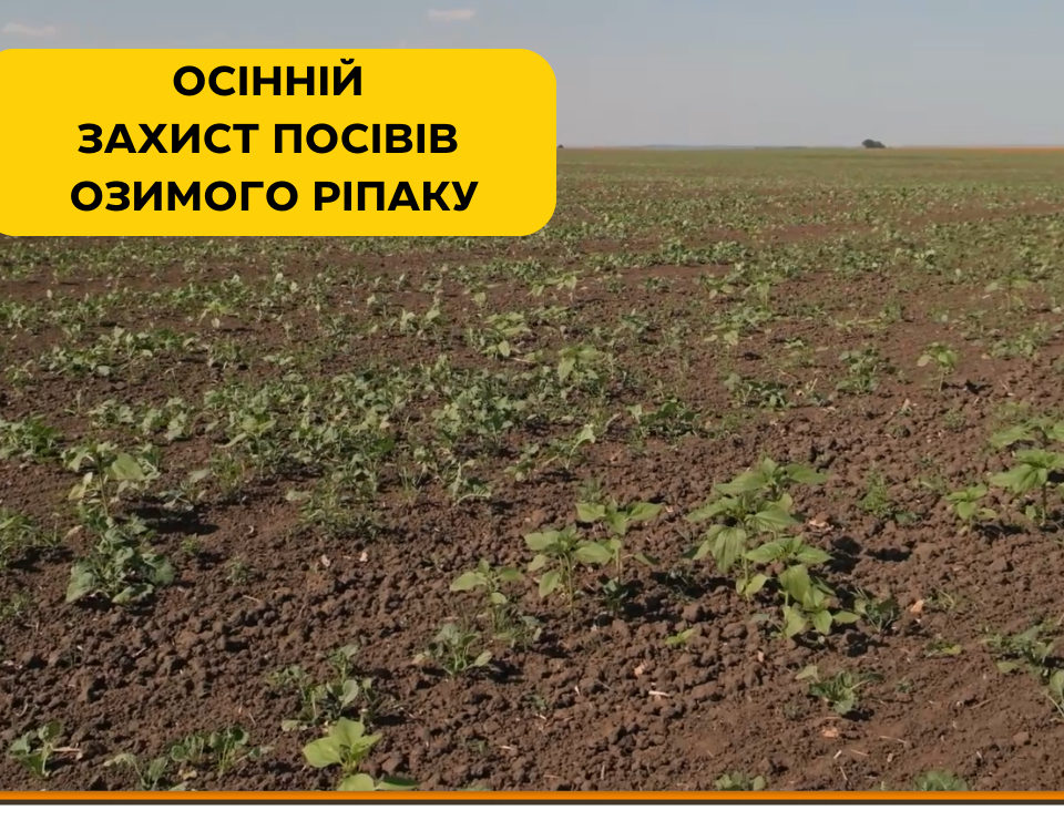Лайфхаки осіннього захисту посівів озимого ріпаку